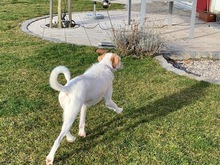 LECHUGA, Hund, Mischlingshund in Obermeitingen - Bild 39