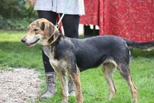 KRÜGER, Hund, Mischlingshund in Guntersblum - Bild 1