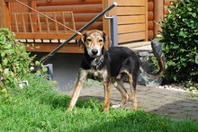 KRÜGER, Hund, Mischlingshund in Guntersblum - Bild 13