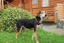 KRÜGER, Hund, Mischlingshund in Guntersblum - Bild 9