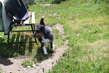 CHESTER, Hund, Mischlingshund in Slowakische Republik - Bild 1