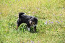 CHESTER, Hund, Mischlingshund in Slowakische Republik - Bild 2