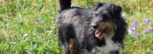 CHESTER, Hund, Mischlingshund in Slowakische Republik - Bild 3