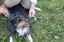 CHESTER, Hund, Mischlingshund in Slowakische Republik - Bild 4
