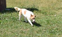 SUNNY, Hund, Mischlingshund in Slowakische Republik - Bild 1