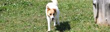 SUNNY, Hund, Mischlingshund in Slowakische Republik - Bild 2