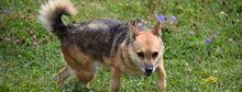 RUZENKA, Hund, Mischlingshund in Slowakische Republik - Bild 1