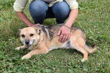 RUZENKA, Hund, Mischlingshund in Slowakische Republik - Bild 2