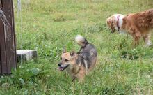 RUZENKA, Hund, Mischlingshund in Slowakische Republik - Bild 3