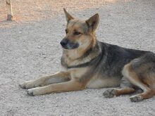 BIRILLO, Hund, Mischlingshund in Abtsgmünd - Bild 22