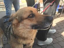 BIRILLO, Hund, Mischlingshund in Abtsgmünd - Bild 3