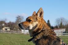 BIRILLO, Hund, Mischlingshund in Abtsgmünd - Bild 4