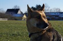 BIRILLO, Hund, Mischlingshund in Abtsgmünd - Bild 5