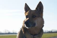 BIRILLO, Hund, Mischlingshund in Abtsgmünd - Bild 6