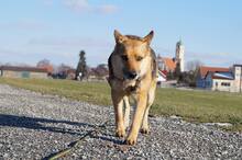 BIRILLO, Hund, Mischlingshund in Abtsgmünd - Bild 9