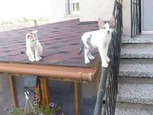 LUNA, Katze, Hauskatze in Bulgarien - Bild 11