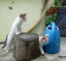 LUNA, Katze, Hauskatze in Bulgarien - Bild 3