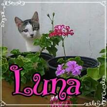 LUNA, Katze, Hauskatze in Bulgarien - Bild 4
