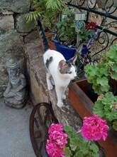 LUNA, Katze, Hauskatze in Bulgarien - Bild 6