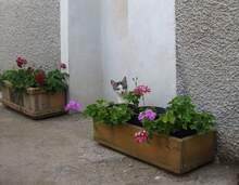 LUNA, Katze, Hauskatze in Bulgarien - Bild 8
