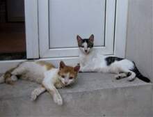 LUNA, Katze, Hauskatze in Bulgarien - Bild 9