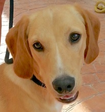 LUCKY10, Hund, Labrador-Mix in Zypern - Bild 1