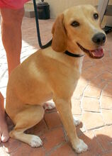 LUCKY10, Hund, Labrador-Mix in Zypern - Bild 2