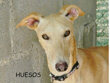HUESOS, Hund, Galgo Español in Lüdinghausen - Bild 2