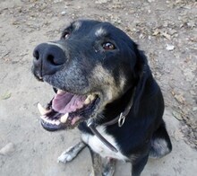 MESSI, Hund, Mischlingshund in Griechenland - Bild 15