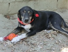 MESSI, Hund, Mischlingshund in Griechenland - Bild 18