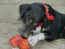 MESSI, Hund, Mischlingshund in Griechenland - Bild 19