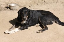 MESSI, Hund, Mischlingshund in Griechenland - Bild 2