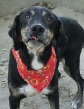 MESSI, Hund, Mischlingshund in Griechenland - Bild 20