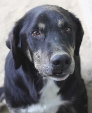 MESSI, Hund, Mischlingshund in Griechenland - Bild 3