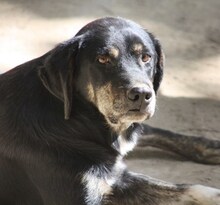 MESSI, Hund, Mischlingshund in Griechenland - Bild 4