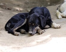 MESSI, Hund, Mischlingshund in Griechenland - Bild 5
