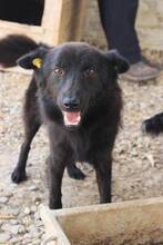 KAIKO, Hund, Mischlingshund in Rumänien - Bild 1