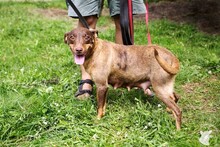 PRALINKA, Hund, Mischlingshund in Bochum - Bild 10