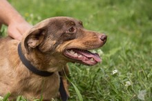 PRALINKA, Hund, Mischlingshund in Bochum - Bild 5