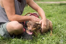 PRALINKA, Hund, Mischlingshund in Bochum - Bild 6