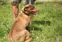 PRALINKA, Hund, Mischlingshund in Bochum - Bild 8
