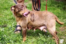 PRALINKA, Hund, Mischlingshund in Bochum - Bild 9