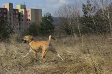 RICHIE, Hund, Mischlingshund in Slowakische Republik - Bild 15