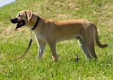 RICHIE, Hund, Mischlingshund in Slowakische Republik - Bild 4