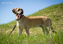 RICHIE, Hund, Mischlingshund in Slowakische Republik - Bild 5