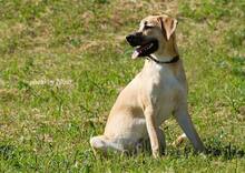 RICHIE, Hund, Mischlingshund in Slowakische Republik - Bild 6