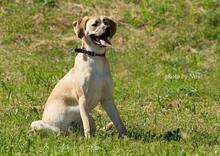 RICHIE, Hund, Mischlingshund in Slowakische Republik - Bild 8