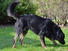 AKI, Hund, Deutscher Schäferhund in Kelheim - Bild 4