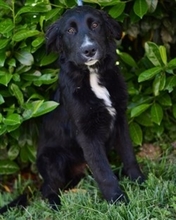 TOBY, Hund, Labrador Retriever in Kroatien - Bild 1