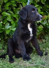TOBY, Hund, Labrador Retriever in Kroatien - Bild 2